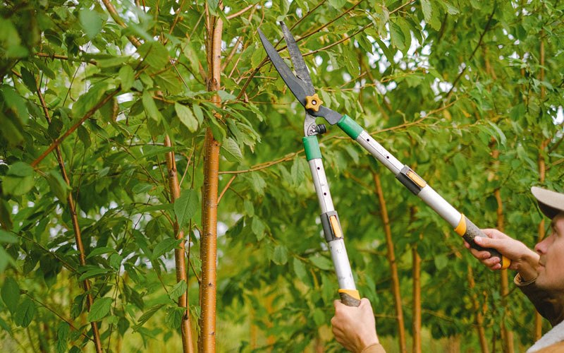 Tree trimming in Springfield, VT