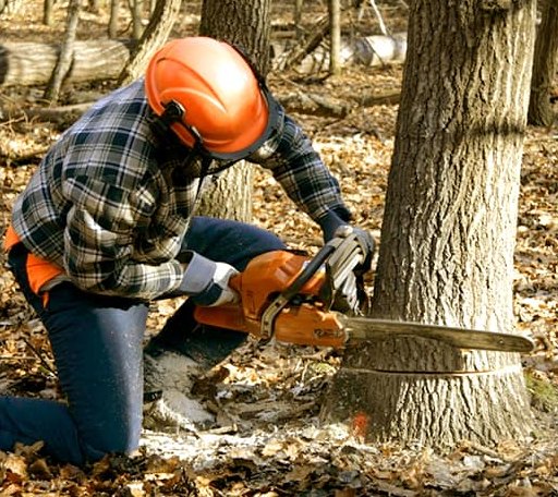 Tree Removal in Springfield, VT
